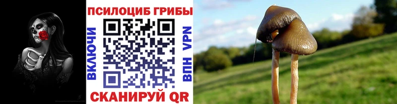 закладки  Анжеро-Судженск  Галлюциногенные грибы Magic Shrooms 